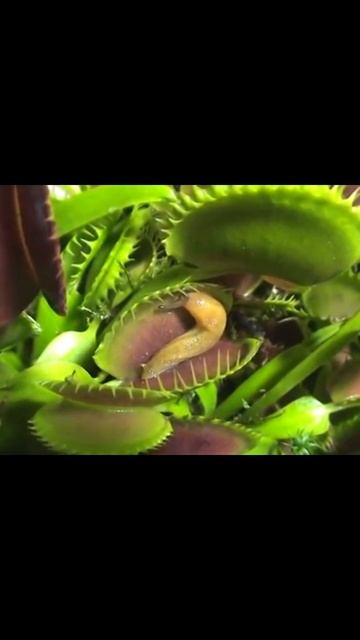 Beautiful day disrupted by horror. https://www.hungryflytraps.com/ смотреть онлайн