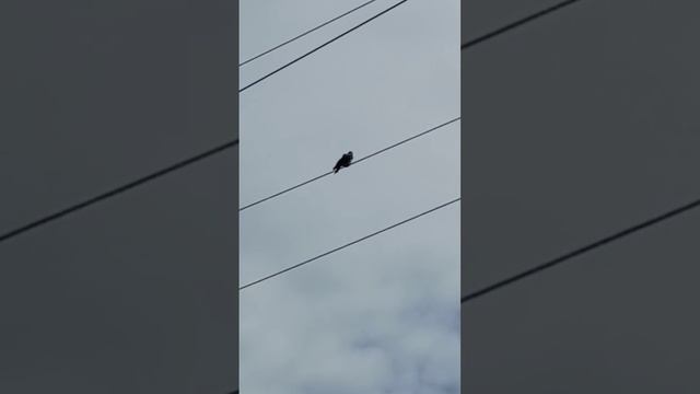 Воронка забавно рассуждает о своей жизни😃 смотреть онлайн