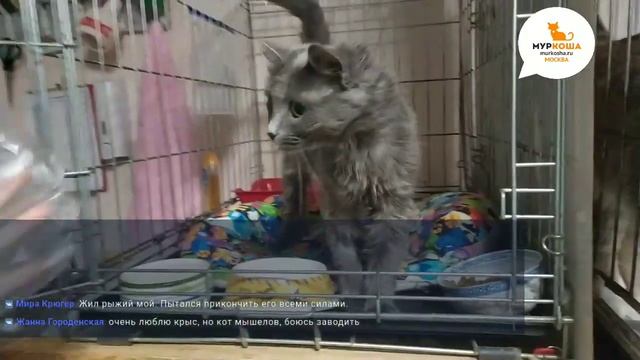 В гостях у приюта "Муркоша" 29.07.2019 смотреть онлайн