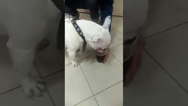 Пёс с похмелья смотреть онлайн