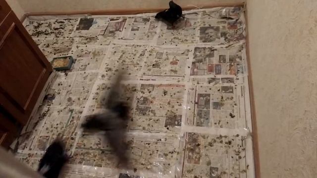 А сколько понтов было, а на деле бегаем от бабы) смотреть онлайн