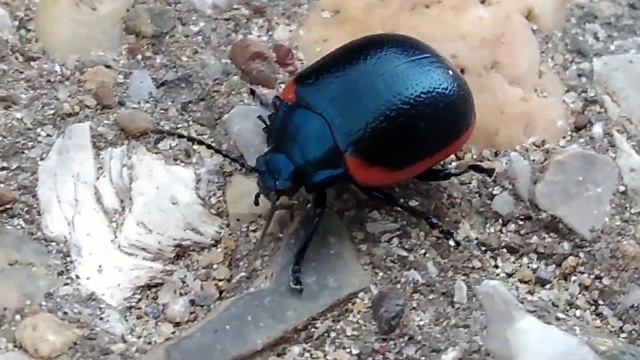 buba listara (Chrysomelidae) смотреть онлайн