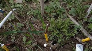 Подвой для груши, подробно.