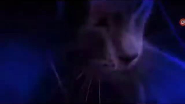 Реп про кошек🐱 смотреть онлайн