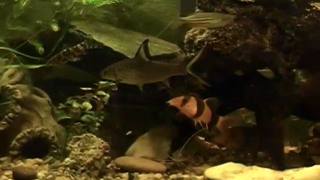 SDV_0524.MP4 смотреть онлайн