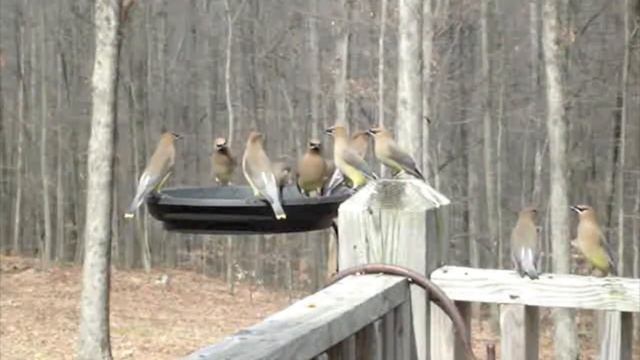 2011 Whacky Waxwings at Birdbath смотреть онлайн