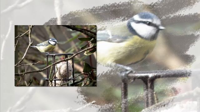 Blue Tits Gallery смотреть онлайн