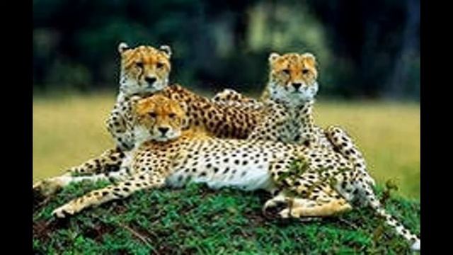 Жизнь гепардов смотреть онлайн