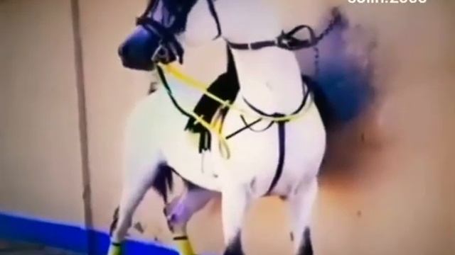 Лошади арабские смотреть онлайн