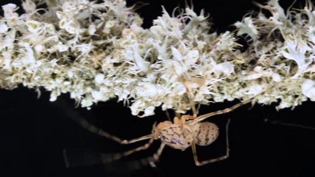 Scytodes thoracica смотреть онлайн