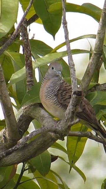 Beautiful dove on a tree near the house 💚#shorts #birds #Animal смотреть онлайн