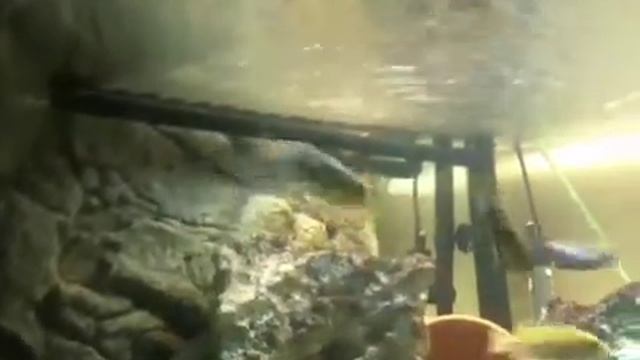 Juwel Trigon 350 Litre Cichlid Aquarium