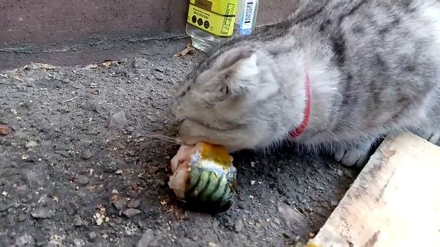 Кошка Алиса ест копчёную скумбрию смотреть онлайн