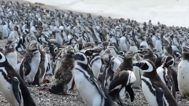 Tecnología 1 - Tema; Fauna de la costa Patagónica Argentina смотреть онлайн