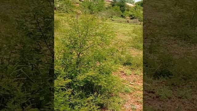 n p Properties 2 acre 26 gunte pure red soil 16 Lakhs per acre 6360446978 general c l r смотреть онлайн