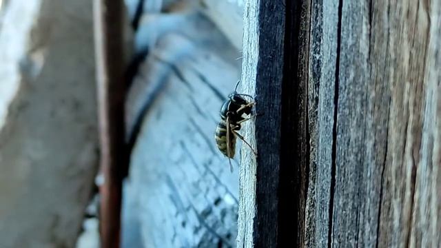 Оса грызет конюшню ASMR. Wasp is gnawing a barn смотреть онлайн