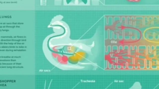 Encuentran al primer organismo que puede vivir sin oxígeno смотреть онлайн