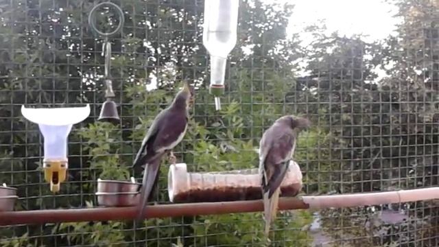 пьет красиво