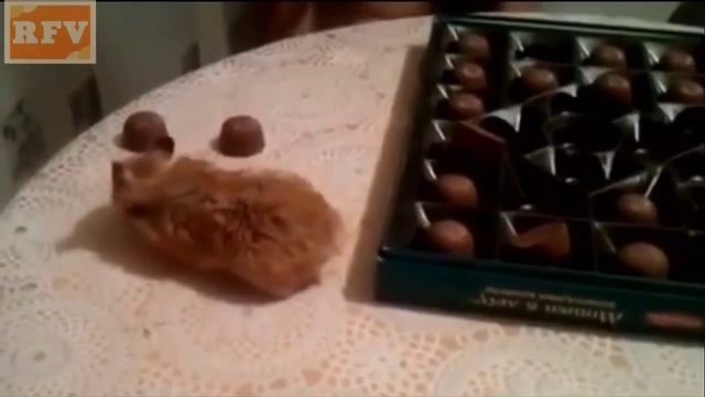 Очень смешные животные  #НОВИНКА 2015 ∙ Best Funny Cute Animals 2015