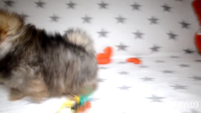 Мини мальчик померанского шпица c кукольной мордашкой смотреть онлайн