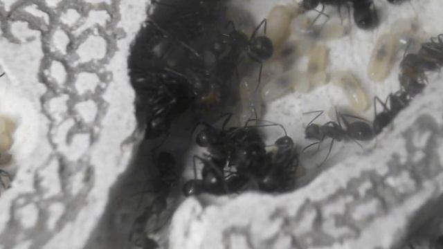 Мои муравьи - Camponotus nicobarensis смотреть онлайн