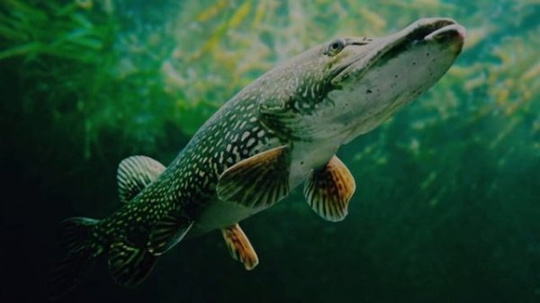 Кто такие Щуки?Интересные и Малоизвестные факты о Щуках🔥 AnyWild