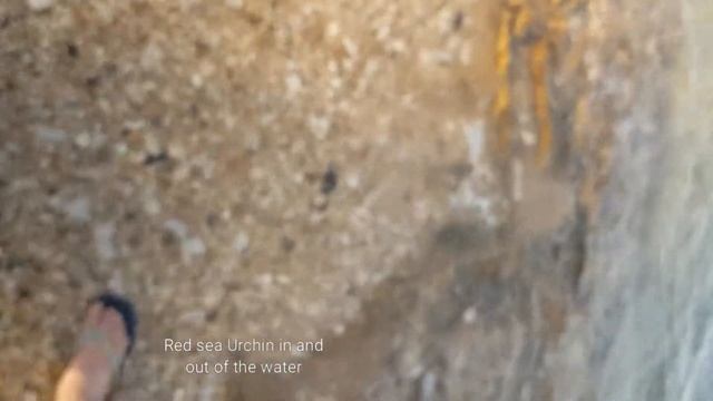 Red sea Urchin's out and in the water смотреть онлайн