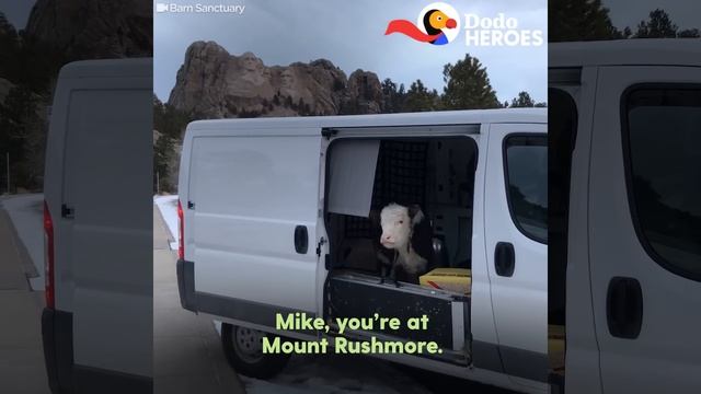 Guy Quits His Job To Rescue Animals | Dodo Heroes смотреть онлайн