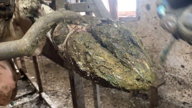 Обработка копыт КРС \ Язва копыт.