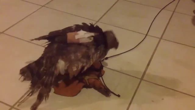 Mamba en señuelo смотреть онлайн