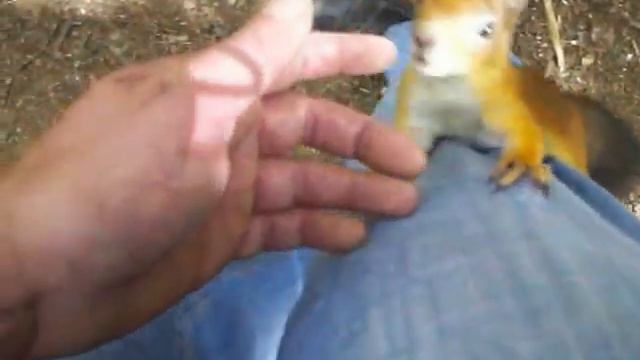 Белка альпинист 8 смотреть онлайн