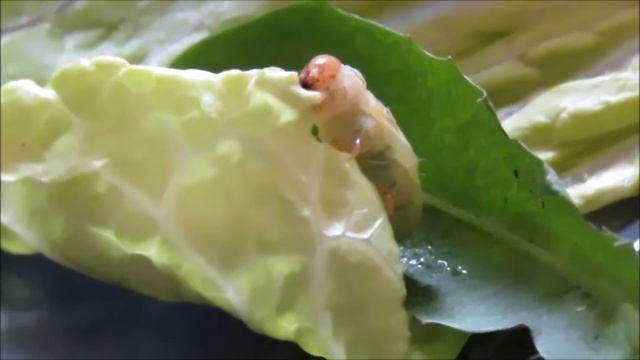 Noctua Pronuba (Large Yellow Underwing) Larva смотреть онлайн