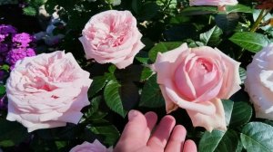 Приветы из лета 🐈🌹🐈⬛#роза Отель Савой,#роза Чандос Бьюти,#роза Афродита