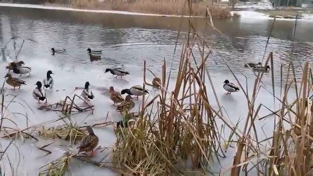 СВЕРХЗВУКОВАЯ УТКА ПОКАЗЫВАЕТ ВЫСШИЙ ПИЛОТАЖ! ОСОБЕННАЯ ДЕВОЧКА В ГОСТЯХ У ПТИЦ! смотреть онлайн