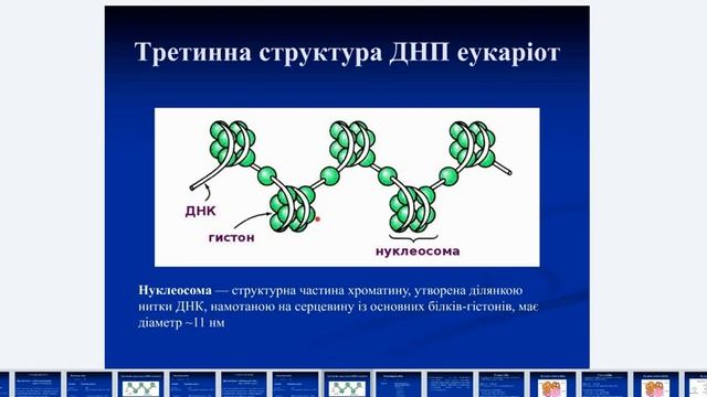 Класифікація білків смотреть онлайн