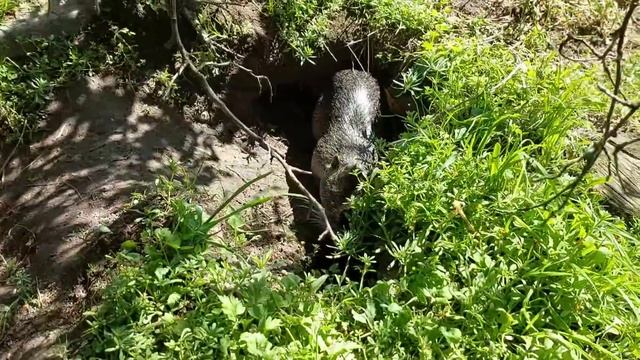 Как это было: выпускали нового Жителя на Пруд смотреть онлайн