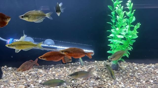 A MUST WATCH For New Fish Keepers! FIRST AQUARIUM! K.F.K.F.K. смотреть онлайн