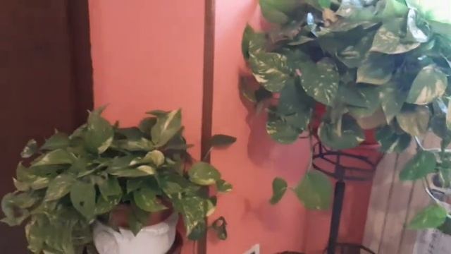 MY FAVORITE INDOOR PLANTS смотреть онлайн