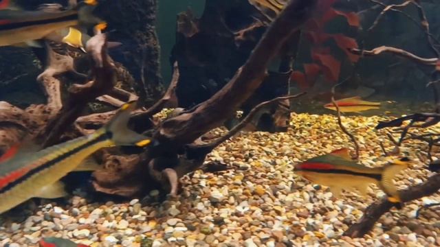 Барбус Денисони боция Клоун смотреть онлайн