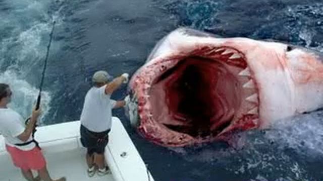 the king of sea megalodon смотреть онлайн