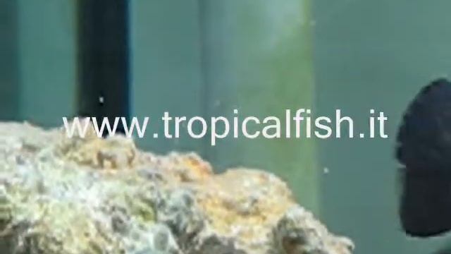 Riproduzione Dascyllus - breeding смотреть онлайн