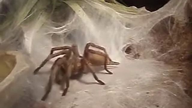 Chilobrachys guangxiensis on "So You Think You Can Dance".m4v смотреть онлайн