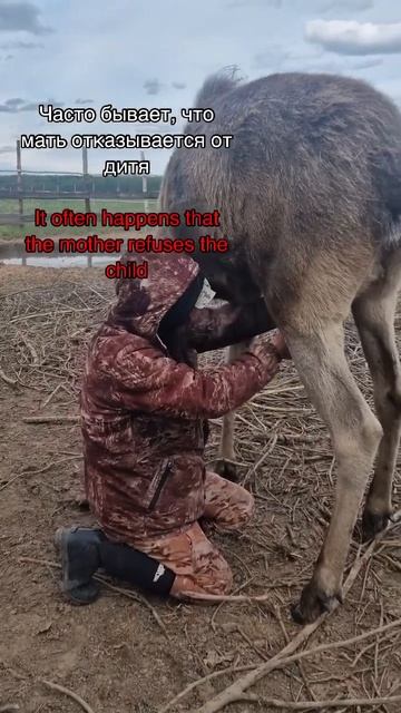 Уже больше недели бьемся за ее жизнь… в закрепленном комментарии я подробно Вам расскажу 👇 #лось смотреть онлайн