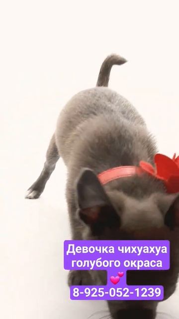малышка в продаже💕 смотреть онлайн
