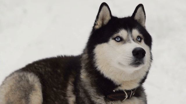 close up of a dogs face a siberian husky with blue eyes looking directly into the camera смотреть онлайн
