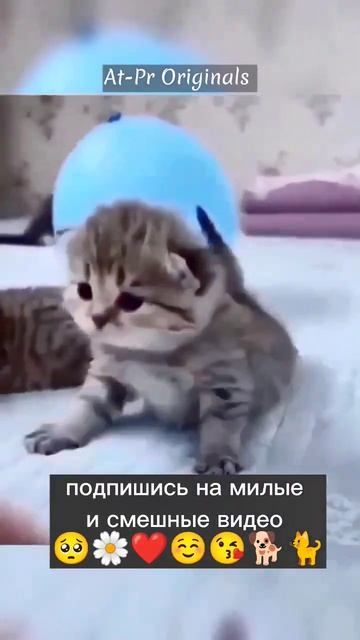 самый милый котенок 🐈 | милый Кудряшка - Simbachka #шортс #кот #кошки #мило #тренды #снег #фильмы смотреть онлайн