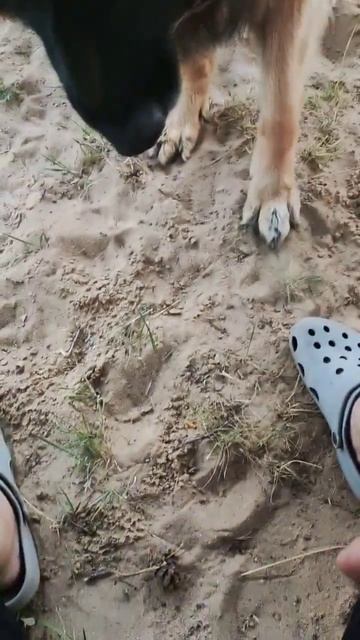 Как Ремка шишками бросается 🤣 смотреть онлайн
