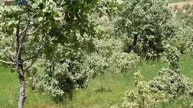 To The Sun Covering The Bread: The Story Of Ferni Zahra And Trying To Collect Azar Firewood