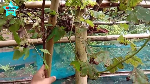 DAUN ANGGUR BERJAMUR || LABU PARANG TUMBUH SUBUR DENGAN SENDIRINYA