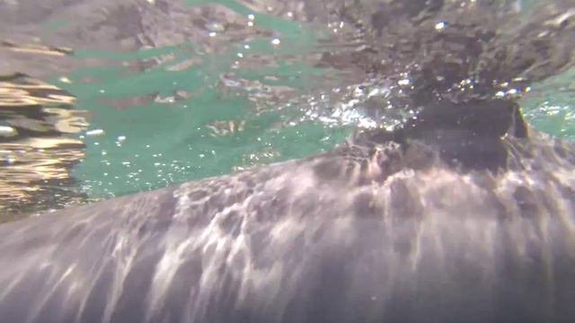BB Dolphin in Thailand Andaman see vid N°2 смотреть онлайн